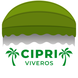 VIVEROS CIPRI - VENTA DE OLIVOS CENTENARIOS
